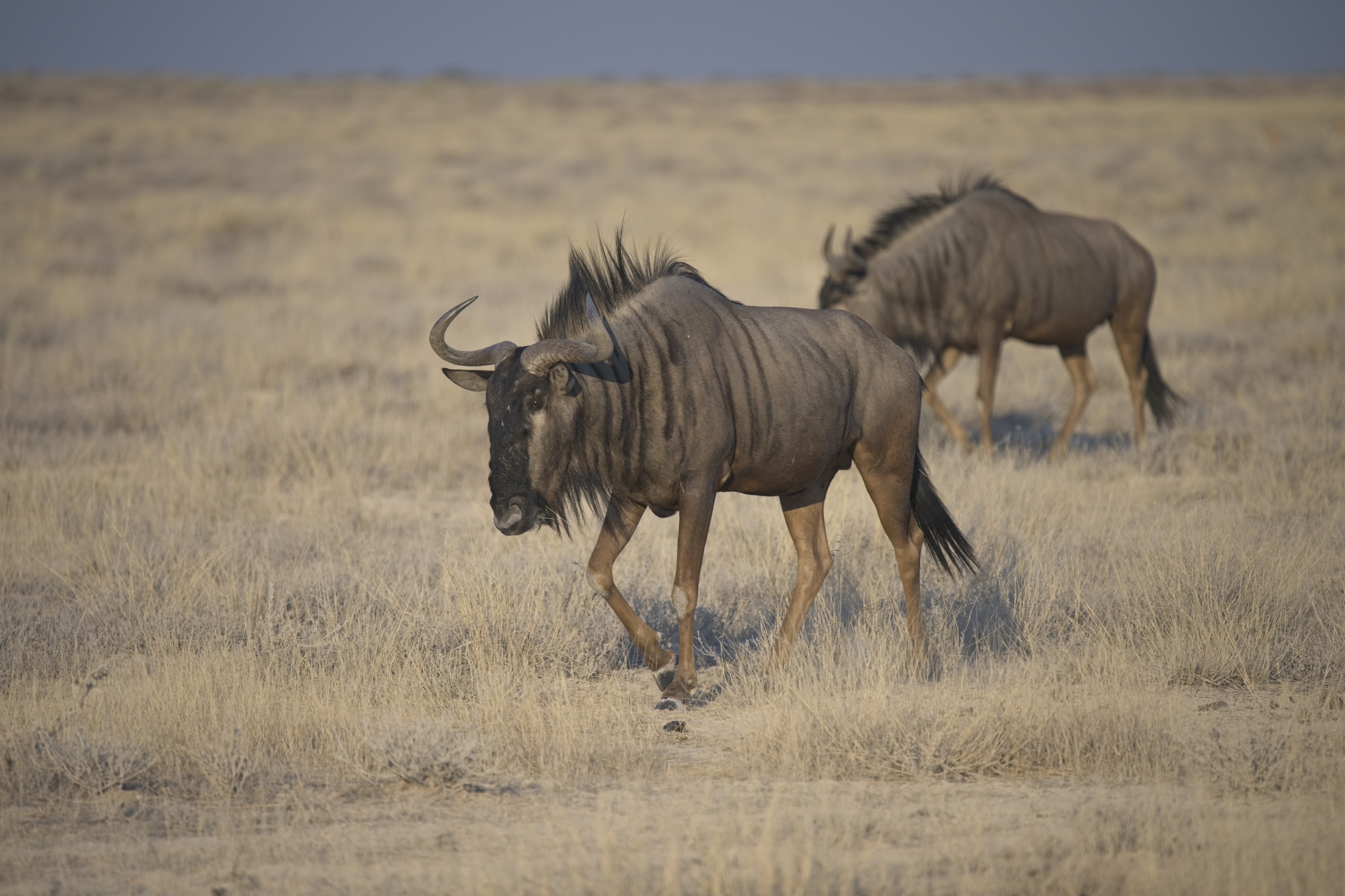 Wildebeast