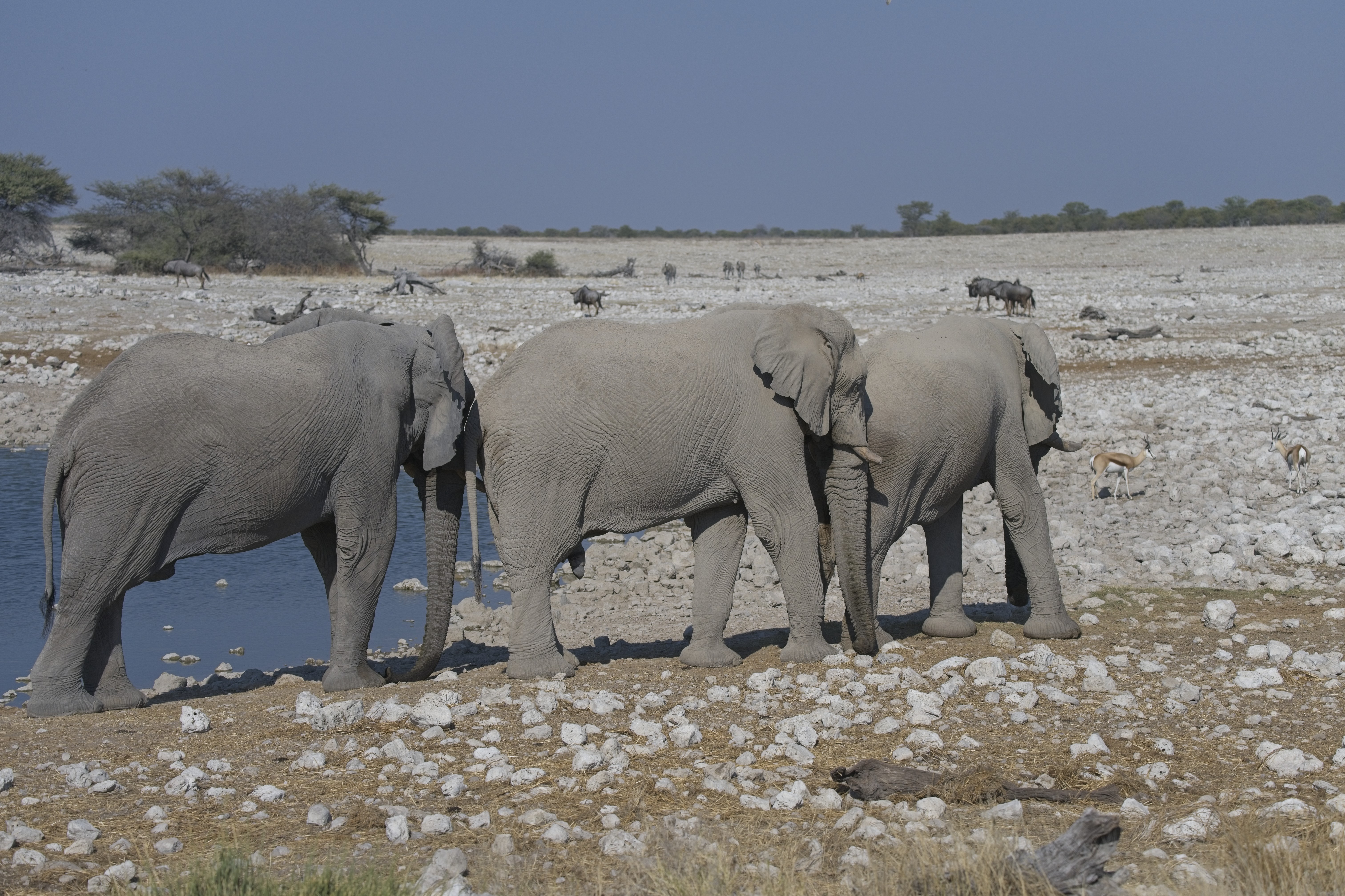 Elephants at the water hole