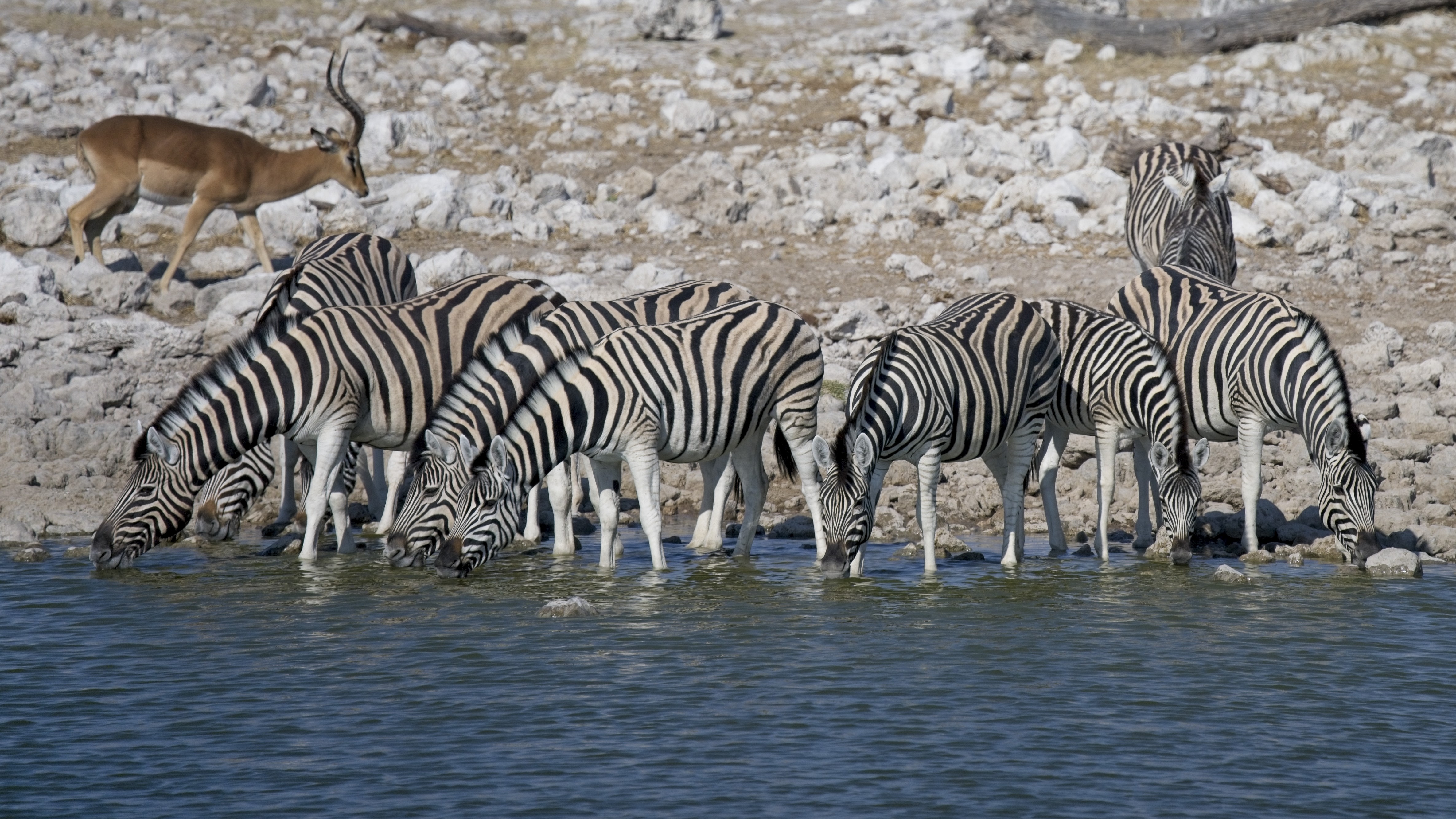 Our first game drives in Etosha