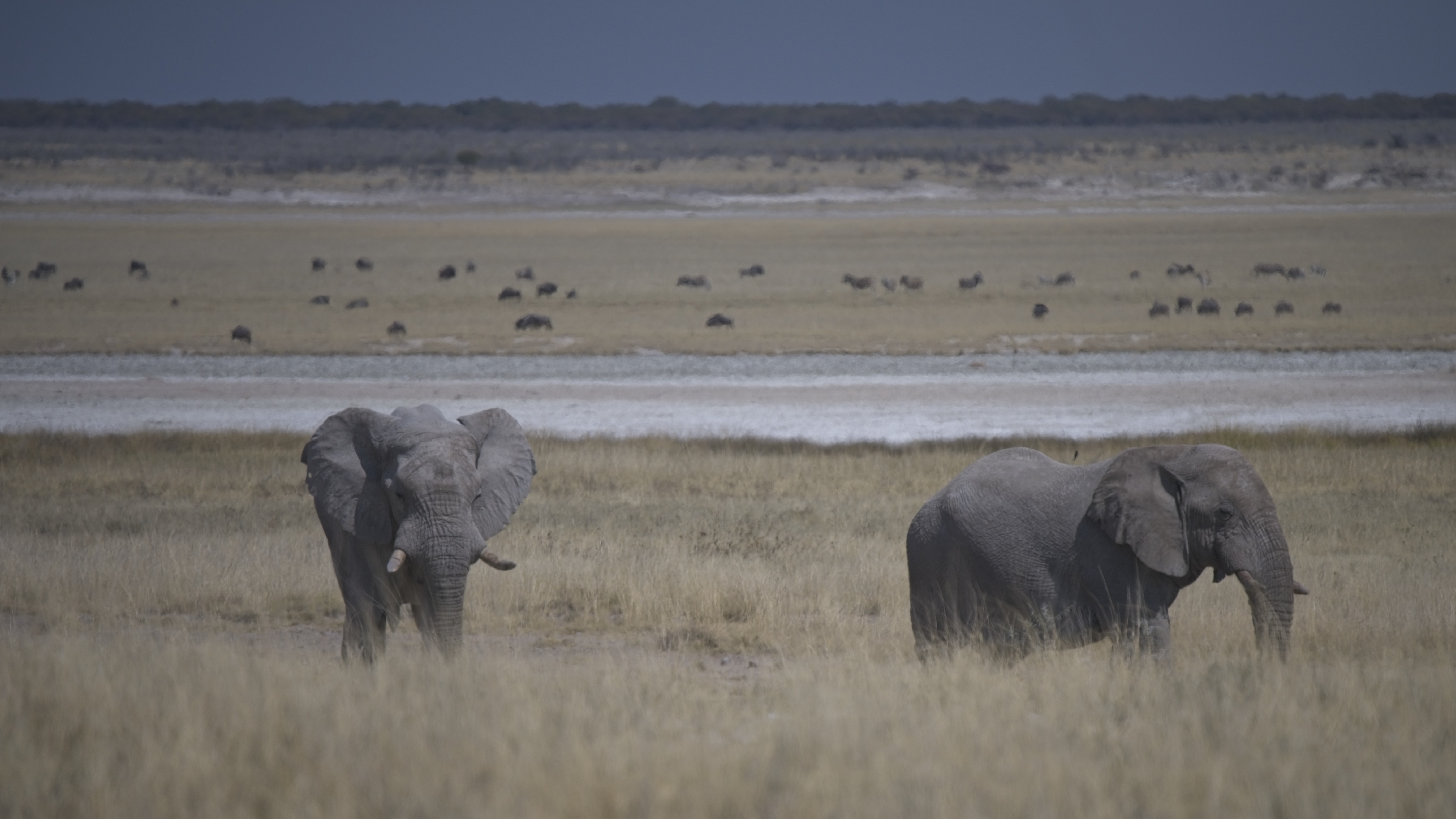Elephants by the road