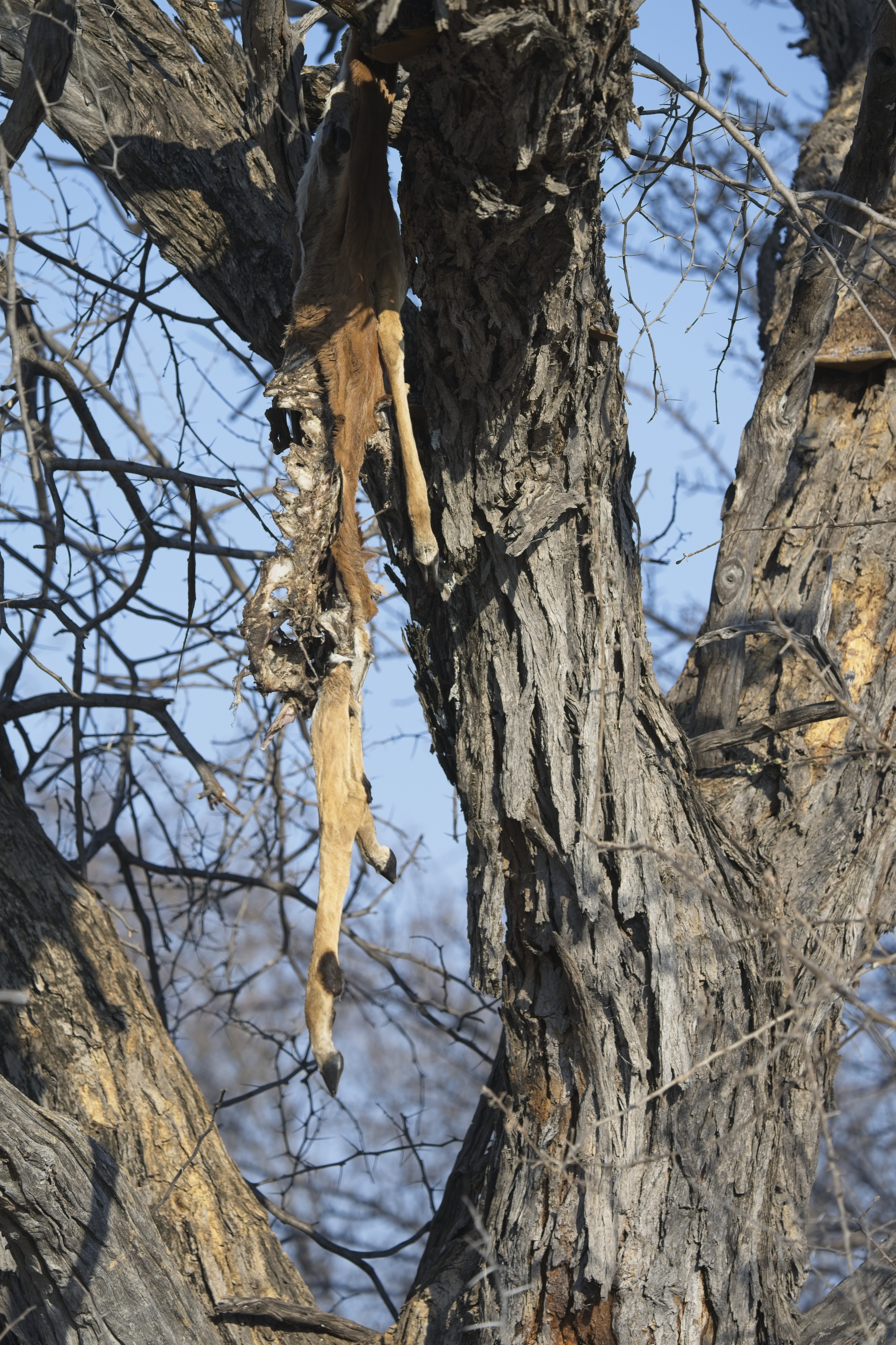 Impala carcass hanging in the leopard's larder