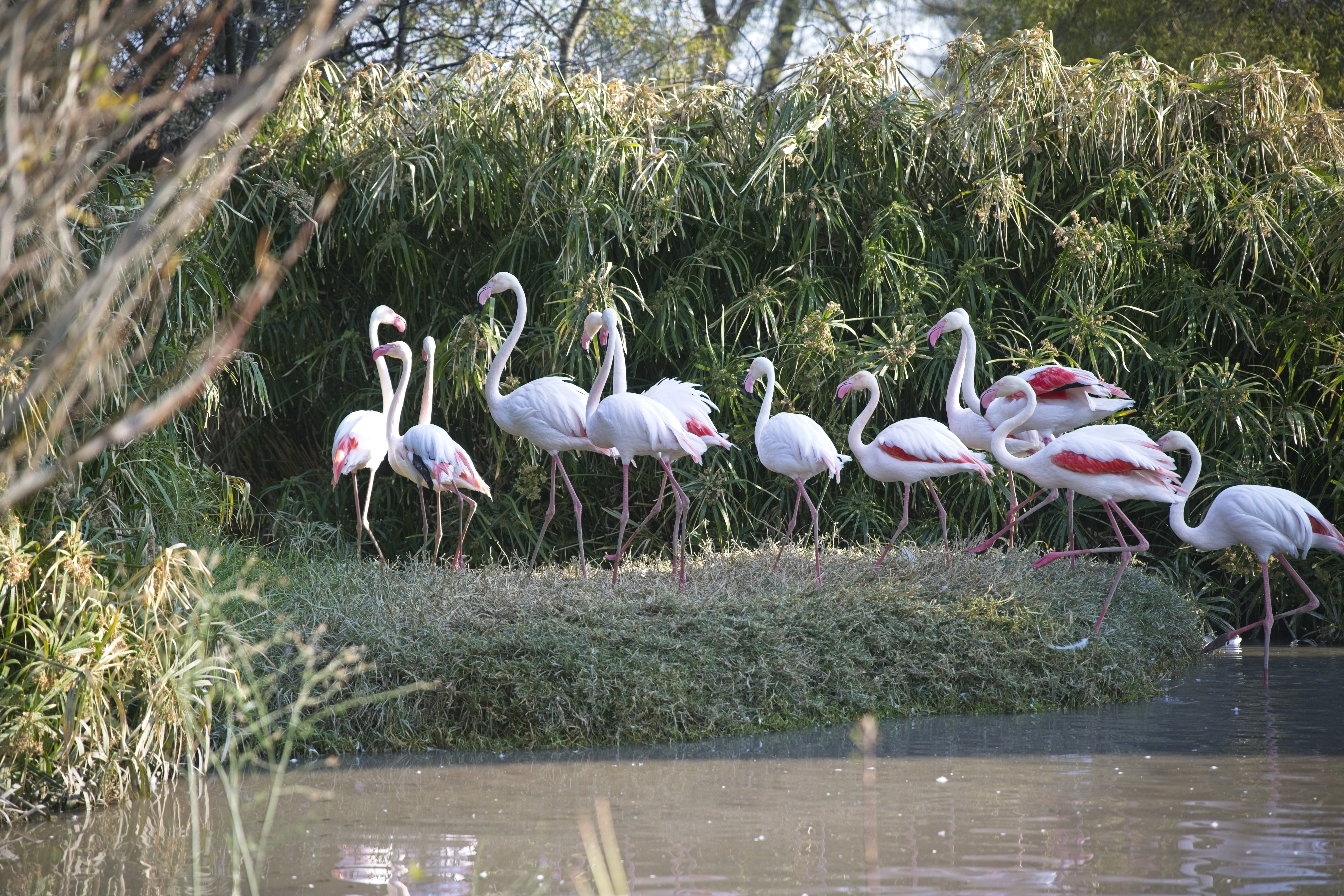 Resident flamingoes