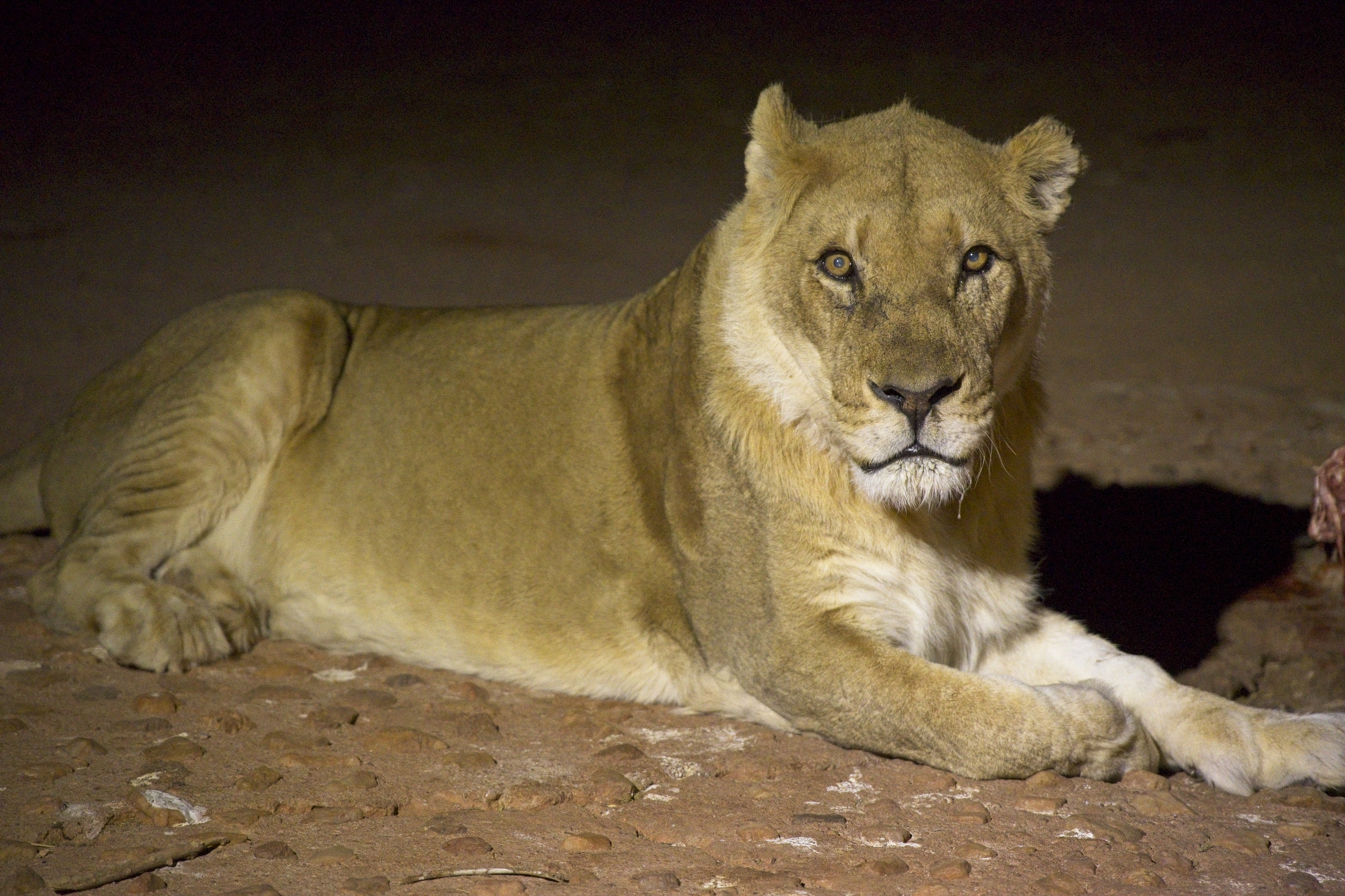 Lioness waiting patiently