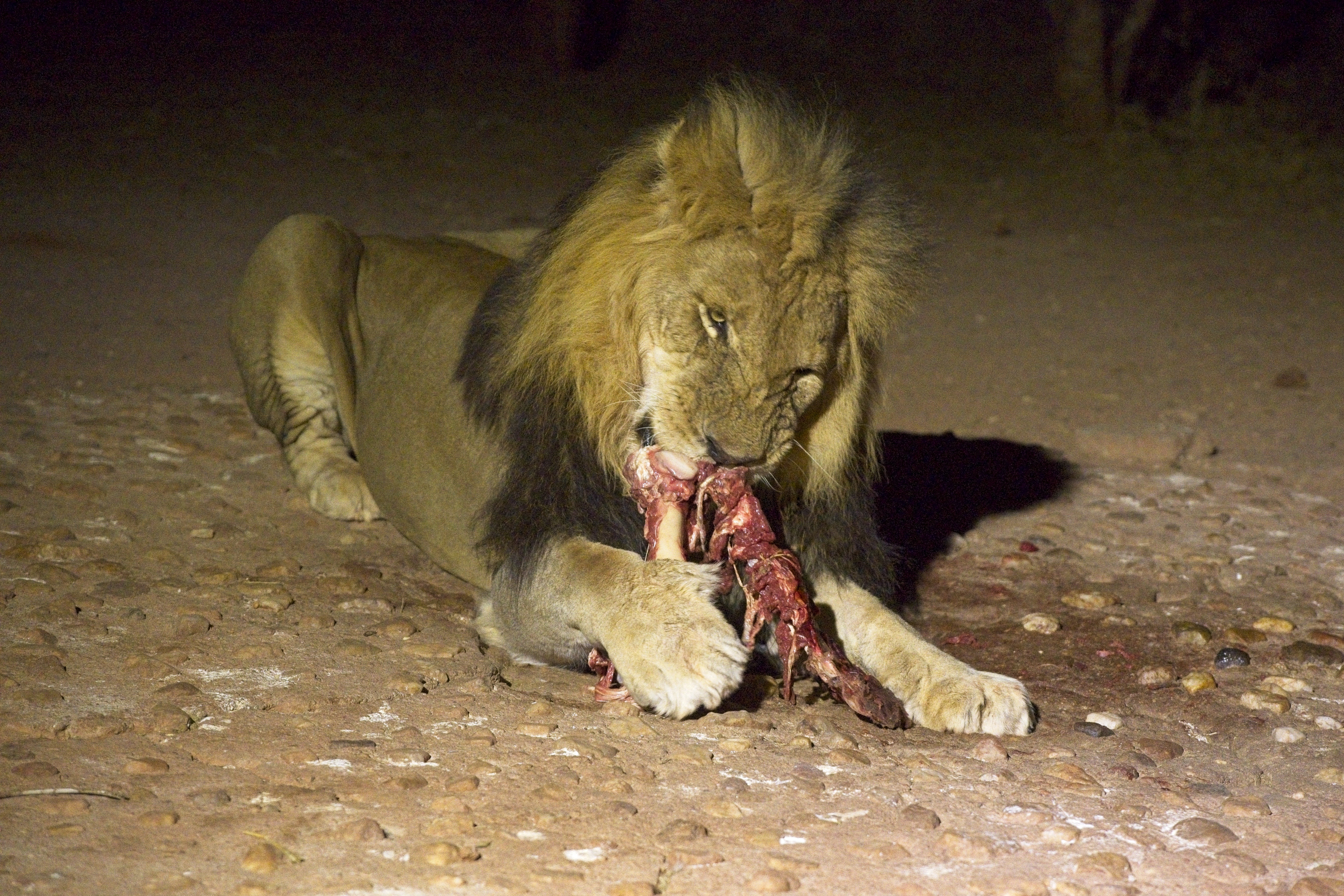 Male lion ripping the meat to shreds