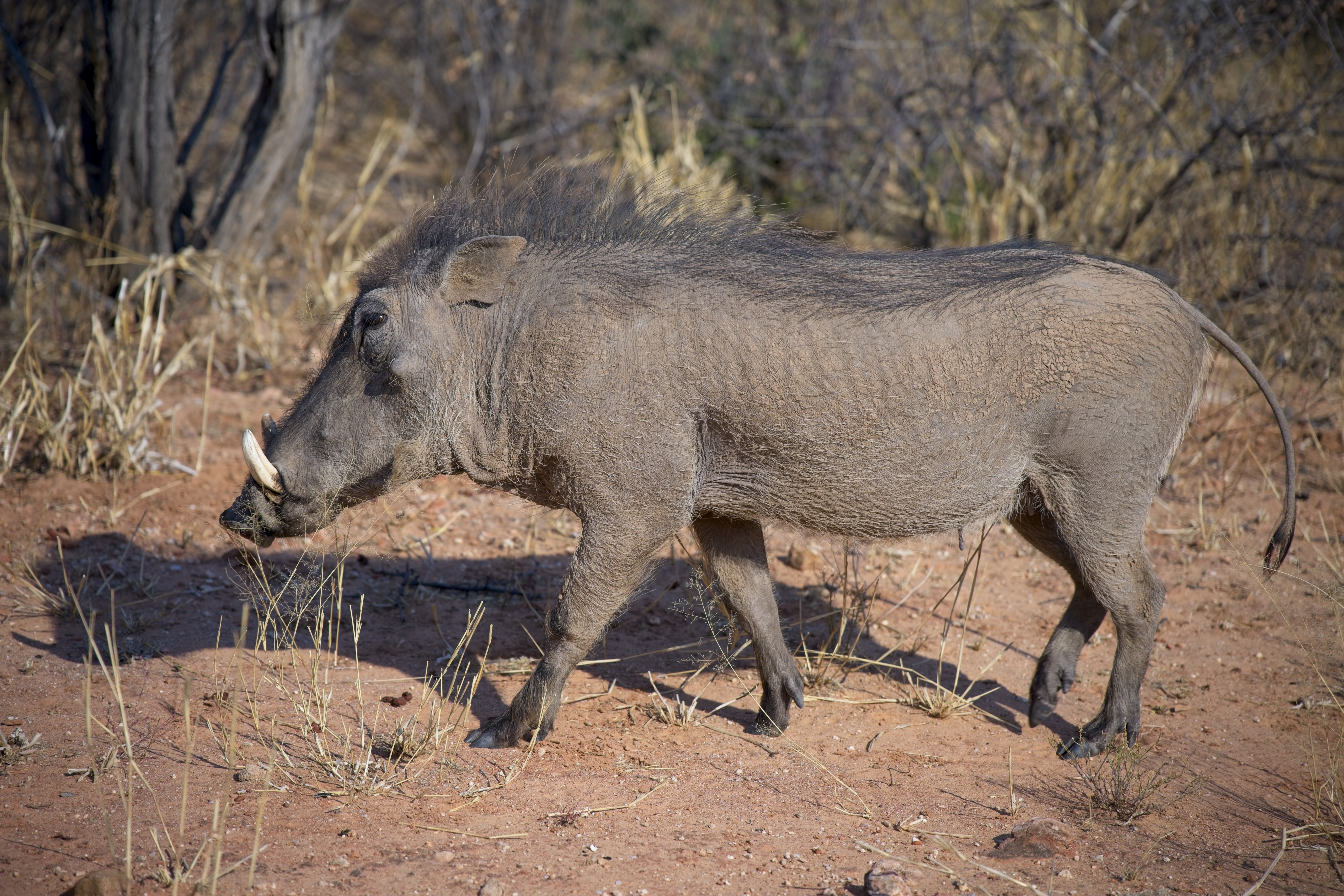 Warthog trotting along by the side of the road