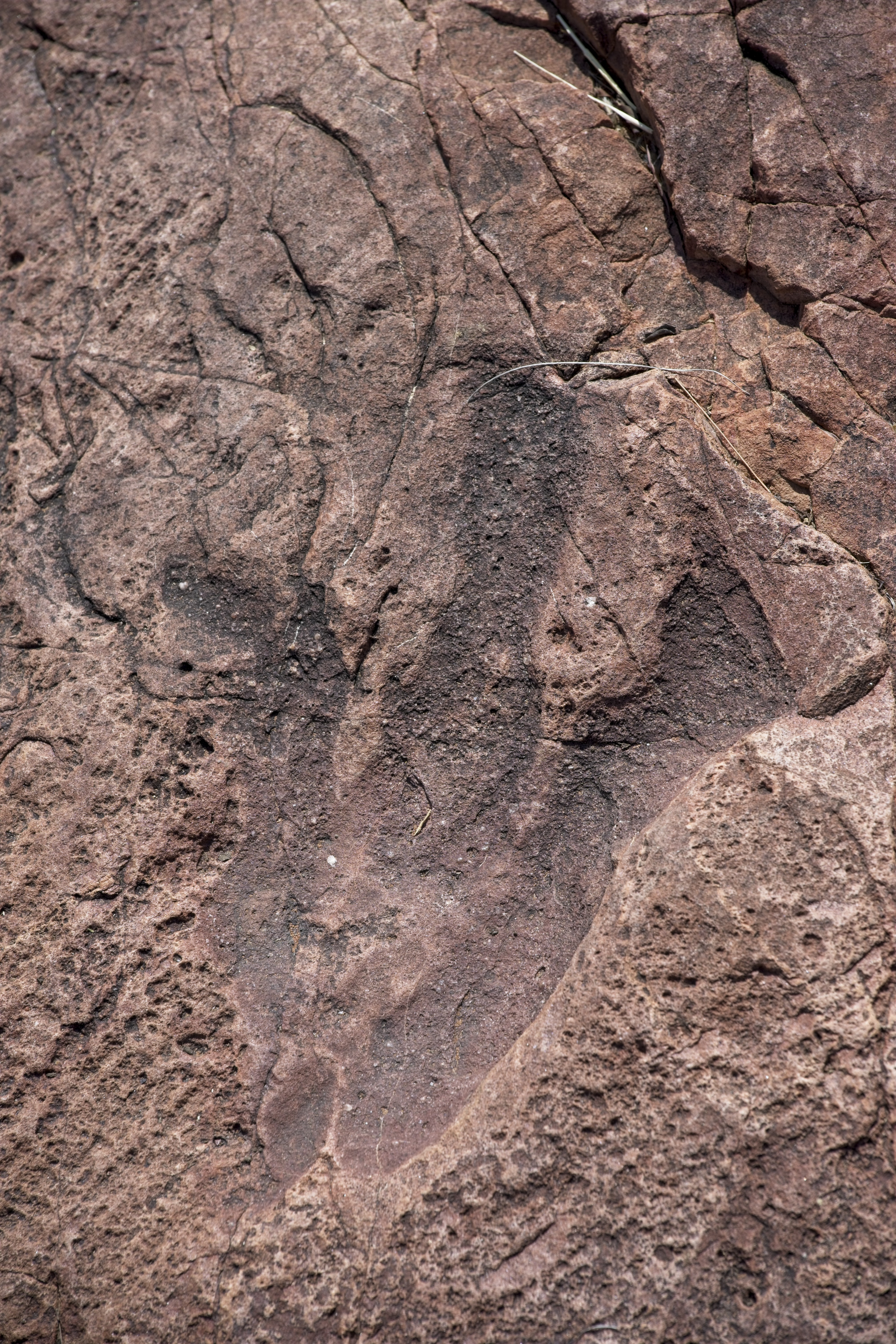 Dinosaur footprint