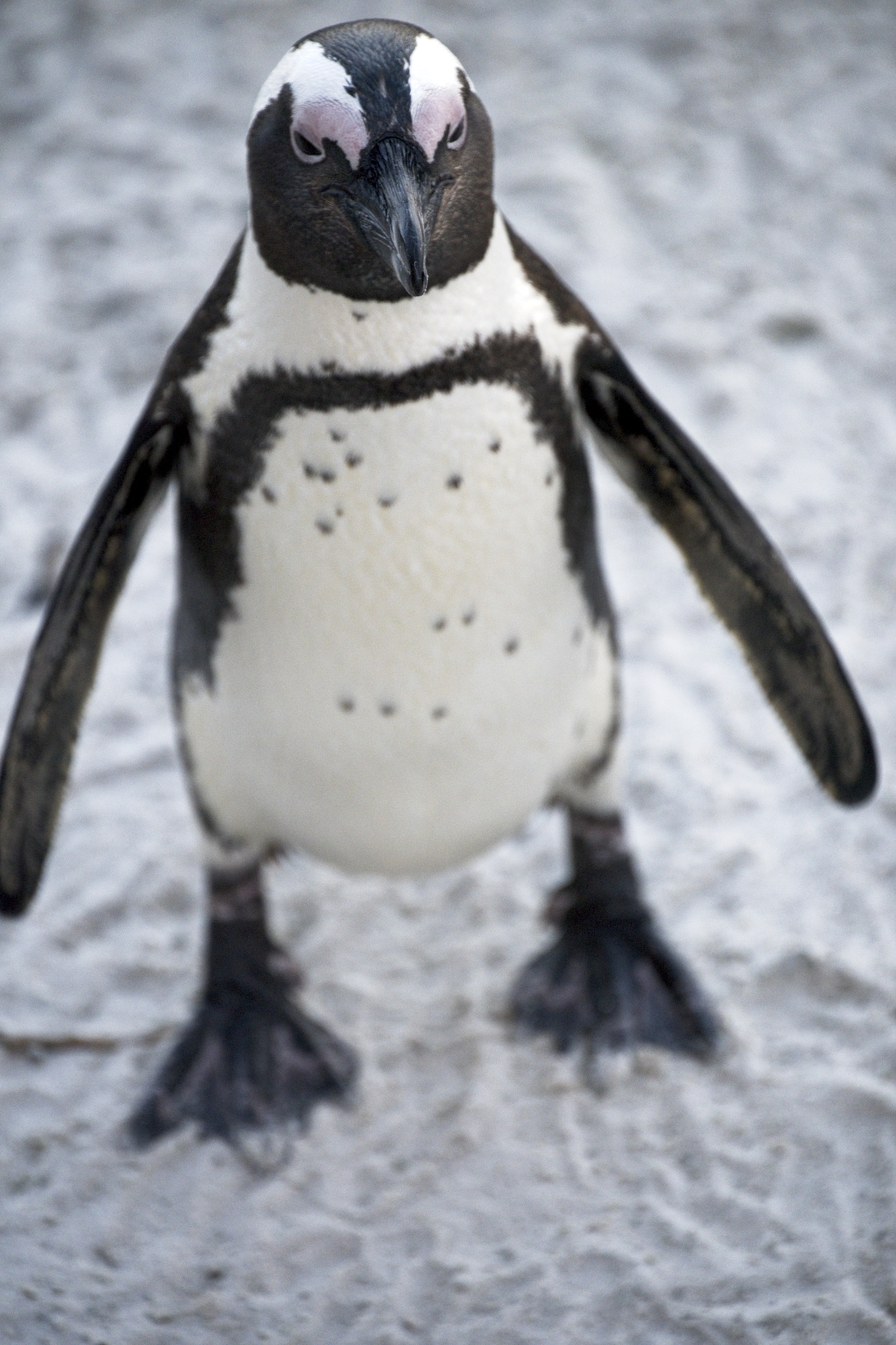African penguin at Boulders Beach