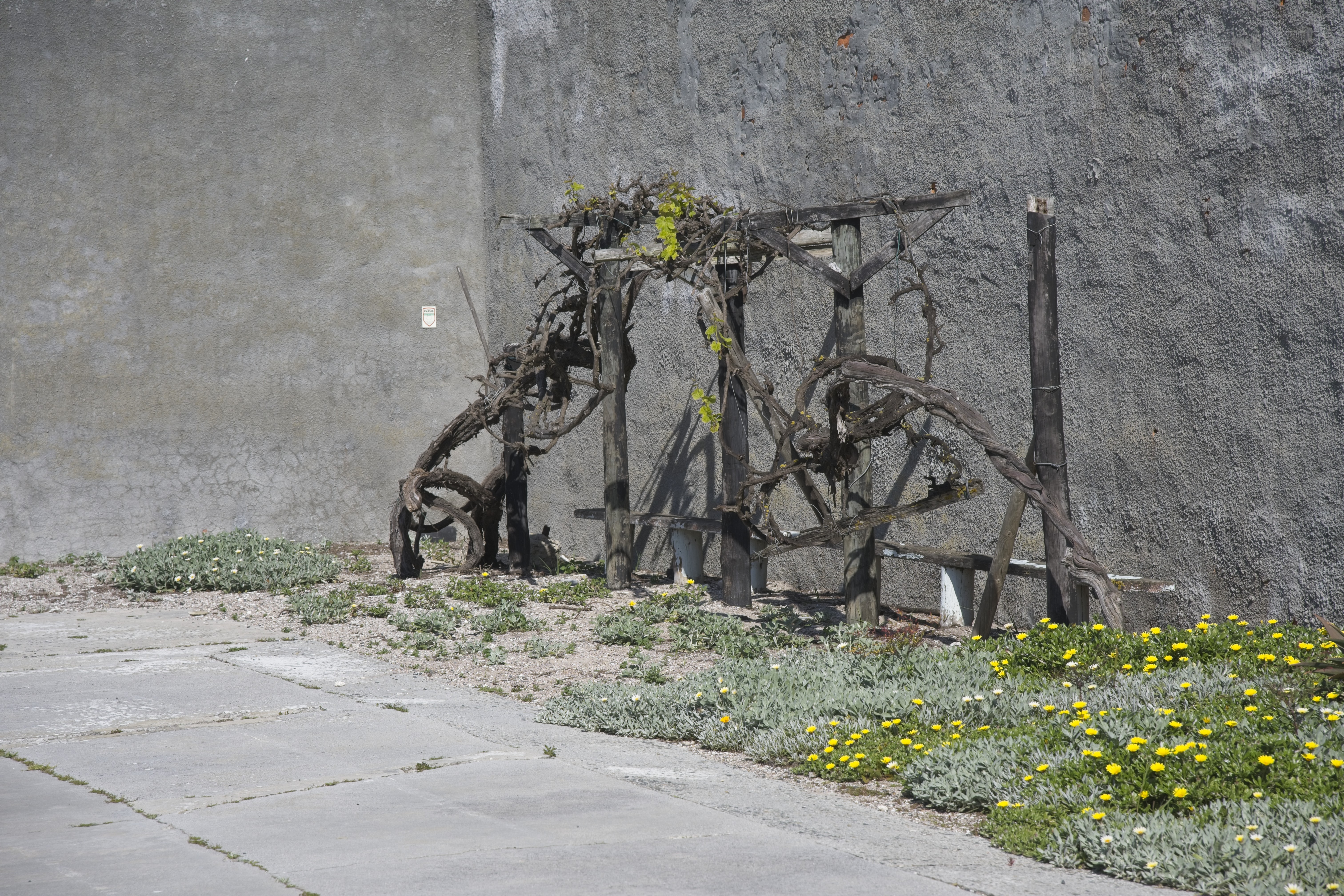 The vine in the courtyard of Section B
