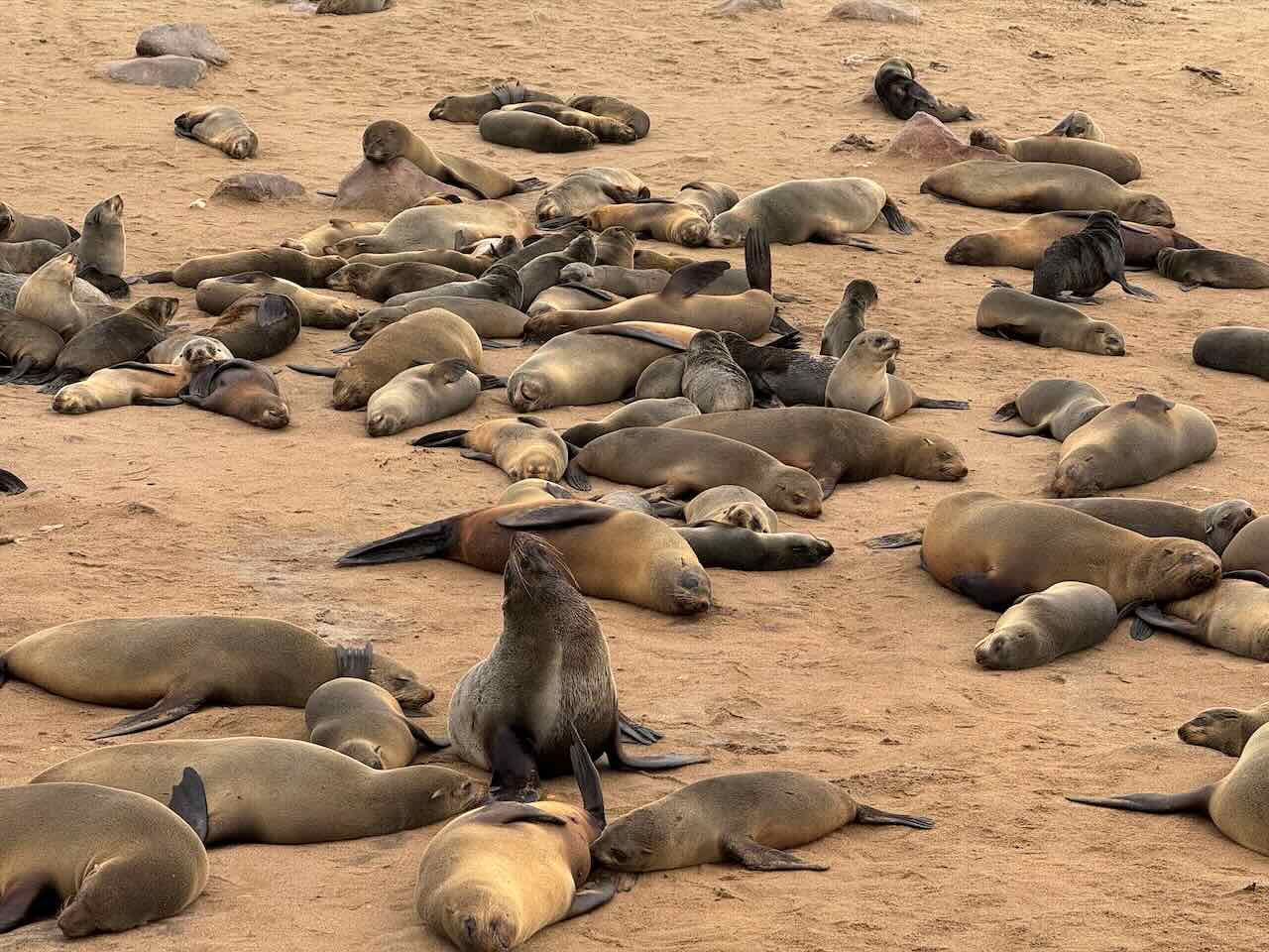 Cape Crosss seal reserve and Spitzkoppe
